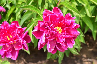 Close-up of pink flowering plant