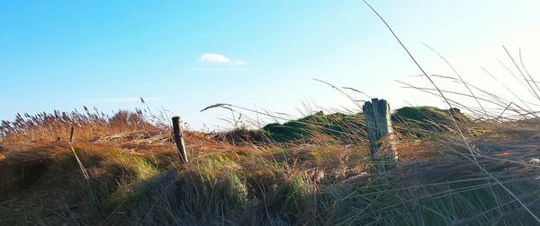 Plants growing on field