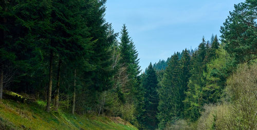 Trees in forest against sky