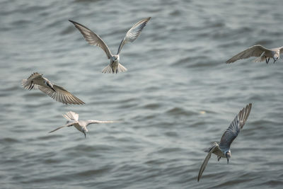 Flock of whiskered terns hunting above the ocean