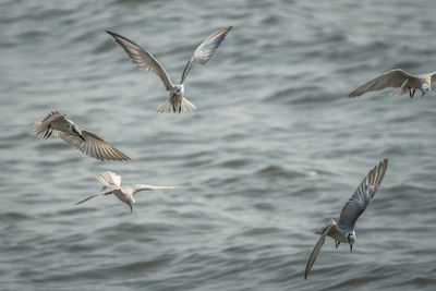 Seagulls flying over sea