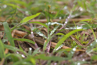 Close-up of wet grass on field