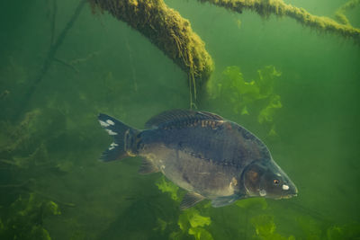 Underwater photo of the common carp or european carp, cyprinus carpio in soderica lake, croatia