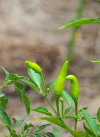 Close-up of fresh green plant