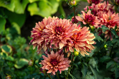 Close-up of pink dahlia flowers