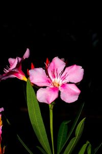 Close-up of pink flowers