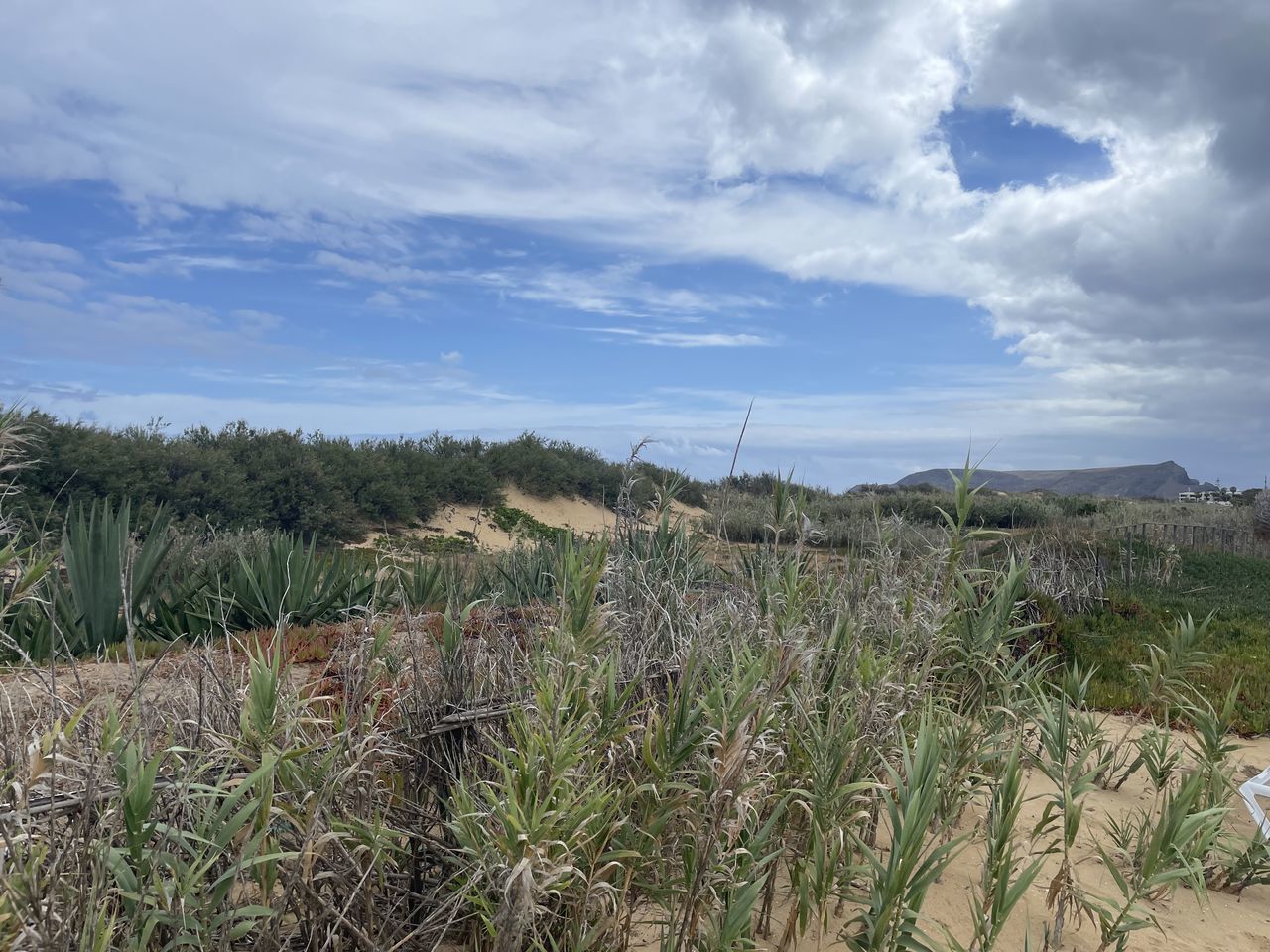grass, plant, natural environment, sky, landscape, land, environment, cloud, prairie, nature, field, scenics - nature, growth, beauty in nature, no people, hill, rural area, wilderness, tree, wetland, grassland, tranquility, outdoors, shrubland, vegetation, day, steppe, agriculture, tranquil scene, non-urban scene, desert, rural scene