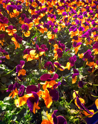 Close-up of purple flowers blooming outdoors