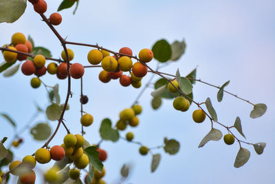 Low angle view of fruits growing on tree against sky