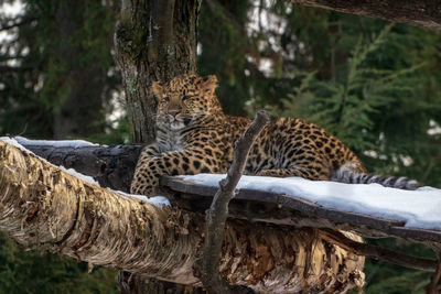 View of cat resting on tree trunk