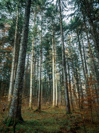 Low angle view of trees in forest