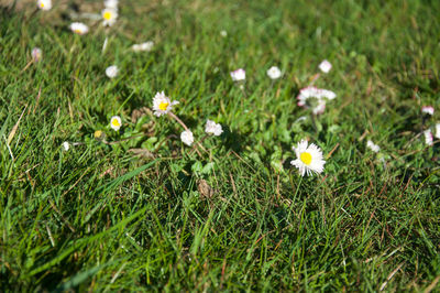 White daisy flowers on field