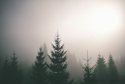 Trees against sky