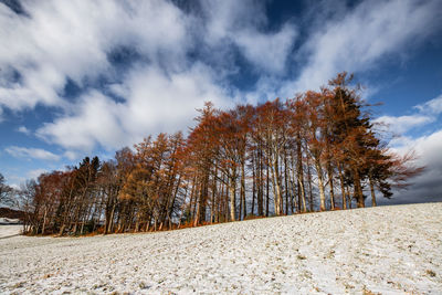 Trees on snow covered landscape against sky