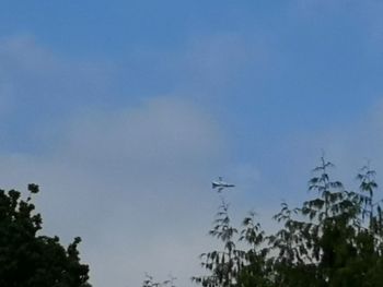 Low angle view of trees against sky