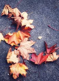 High angle view of maple leaves on wet road