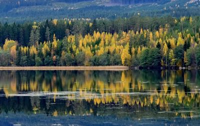 Reflection of trees in calm lake