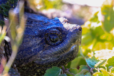Close-up of a lizard