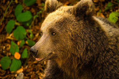 Close-up of a wild bear in the forest