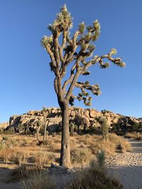 Tree on desert against clear blue sky