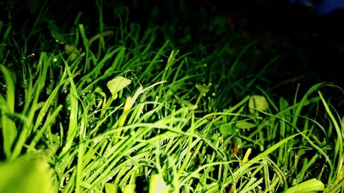 Close-up of grass growing in field