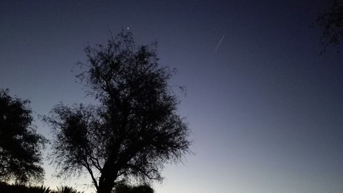 Low angle view of trees against clear sky