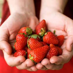 Close-up of hand holding strawberries