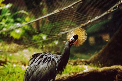 Close-up of a bird