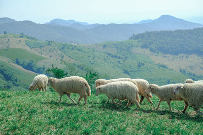 Sheep grazing on field