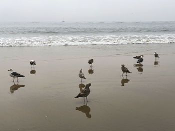 Seagulls on beach