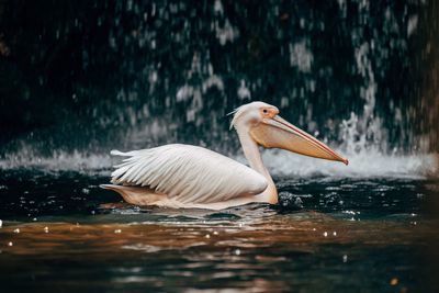 Pelican swimming in lake