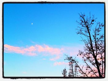 Low angle view of bare trees against blue sky