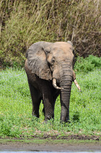 Elephants on field