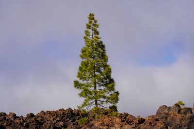 Low angle view of tree against sky