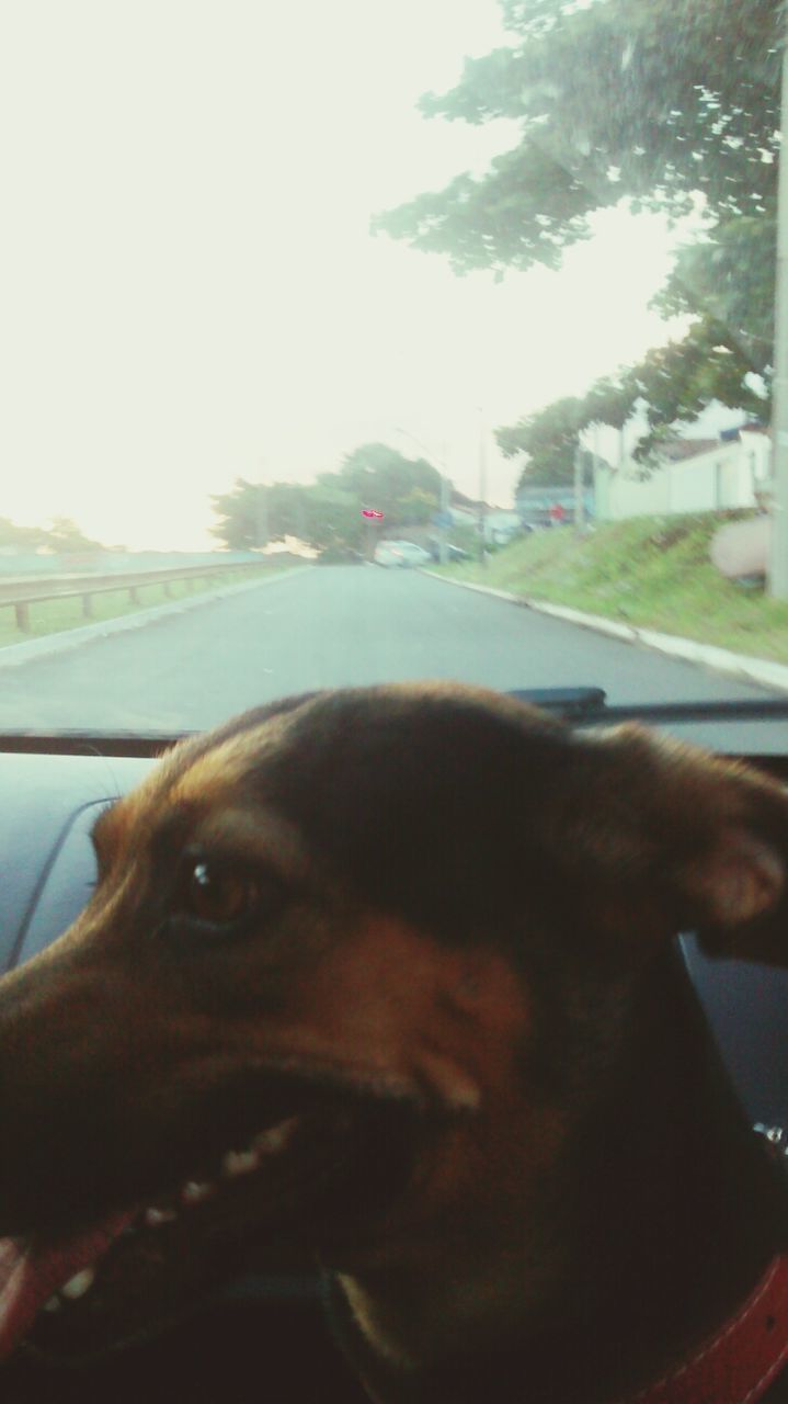 one animal, domestic animals, animal themes, pets, transportation, car, mammal, dog, mode of transport, land vehicle, part of, close-up, clear sky, car interior, vehicle interior, animal head, cropped, looking away