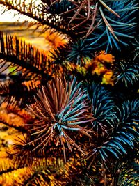 Close-up of palm tree