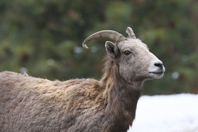 Goat looking away outdoors