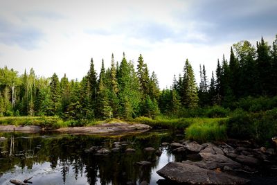 Scenic view of waterfall in forest against sky