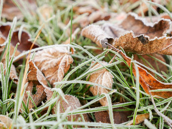 Close-up of plants growing outdoors