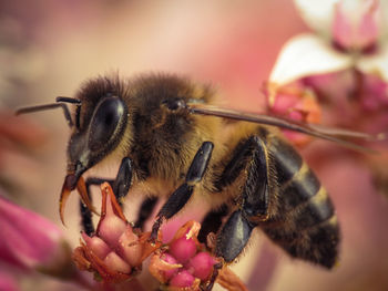 Close-up of bee pollinating on flower