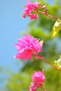 Close-up of pink flowers blooming outdoors