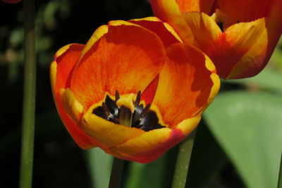 Close-up of orange flowering plant