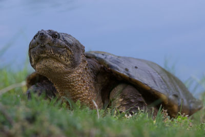 Snapping turtle, sylvan lake, green-wood cemetery, brooklyn, ny