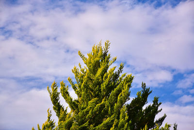 Low angle view of tree against sky