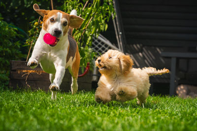 dog