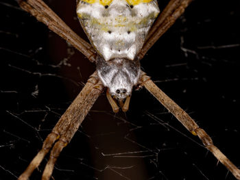 Close-up of spider