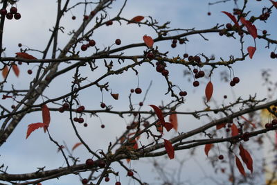 Low angle view of flower tree against sky