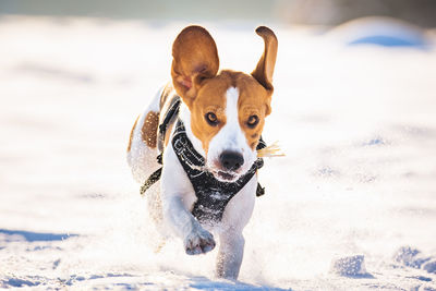 Portrait of dog running