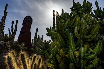 Low angle view of cactus plants against sky