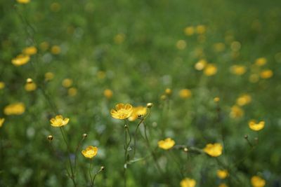 Close-up of yellow flowering plant on field